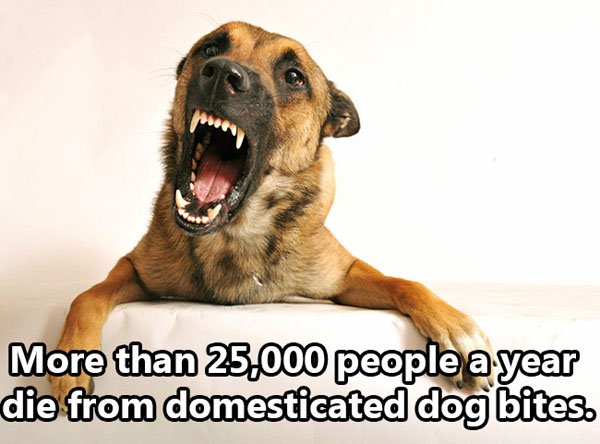 growling dog - More than 25,000 people a year die from domesticated dog bites.