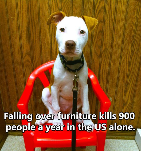 bull terrier - Falling over furniture kills 900 people a year in the Us alone.