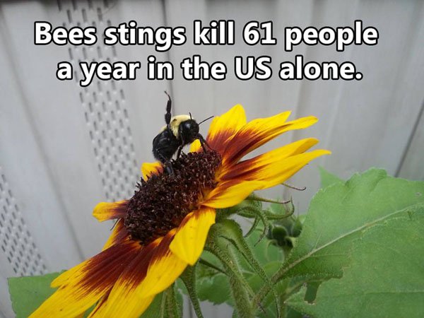 sunflower - Bees stings kill 61 people a year in the Us alone.