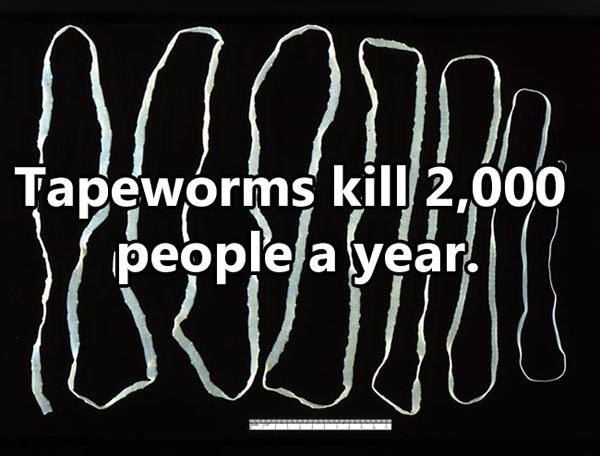 human - Tapeworms kill 2,000 people a year!