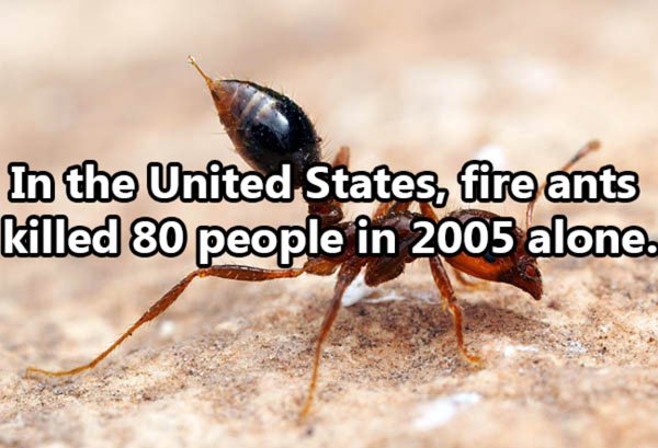 red imported fire ant - In the United States, fire ants killed 80 people in 2005 alone.