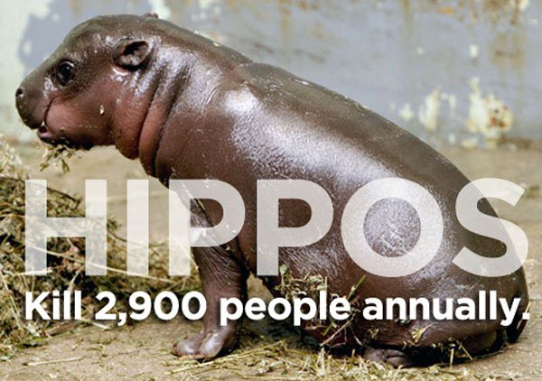do hippos kill more than sharks - Hippos Kill 2,900 people annually.