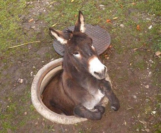 donkey in a hole