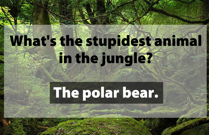 yakushima - What's the stupidest animal in the jungle? The polar bear. Sh