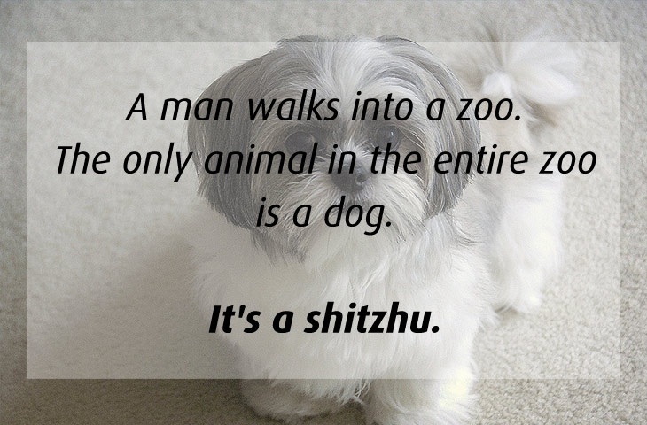 stupid funny jokes - A man walks into a zoo. The only animal in the entire zoo is a dog. It's a shitzhu.