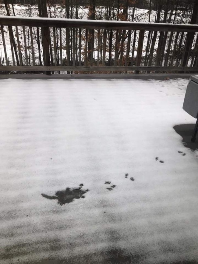 squirrel fell off roof