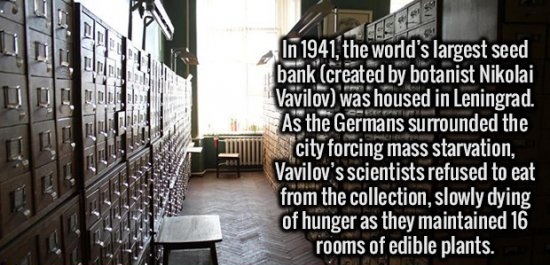 In 1941, the world's largest seed bank created by botanist Nikolai Vavilov was housed in Leningrad. As the Germans surrounded the city forcing mass starvation, Vavilov's scientists refused to eat from the collection, slowly dying of hunger as they…