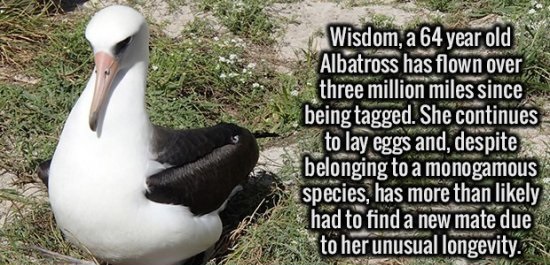Pic, 19. - Wisdom, a 64 year old Albatross has flown over three million miles since being tagged. She continues to lay eggs and, despite belonging to a monogamous species, has more than ly had to find a new mate due to her unusual longevity.