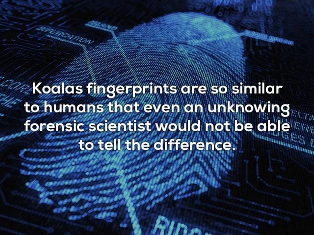 forensic science - Koalas fingerprints are so similar to humans that even an unknowing forensic scientist would not be able pe to tell the difference
