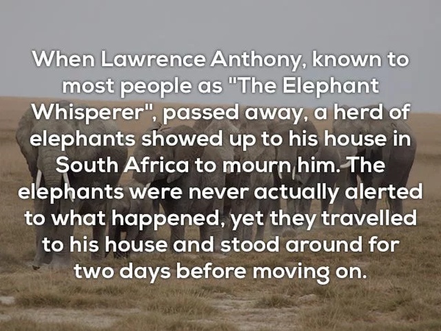 toms shoes one for one - When Lawrence Anthony, known to most people as "The Elephant Whisperer", passed away, a herd of elephants showed up to his house in South Africa to mourn him. The elephants were never actually alerted to what happened, yet they tr