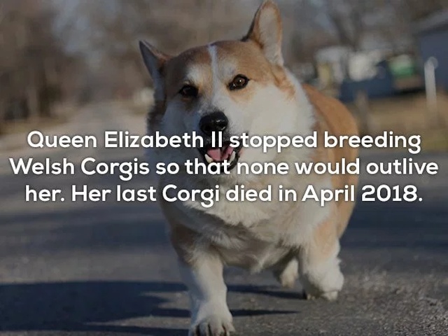 photo caption - Queen Elizabeth Ii stopped breeding Welsh Corgis so that none would outlive her. Her last Corgi died in .