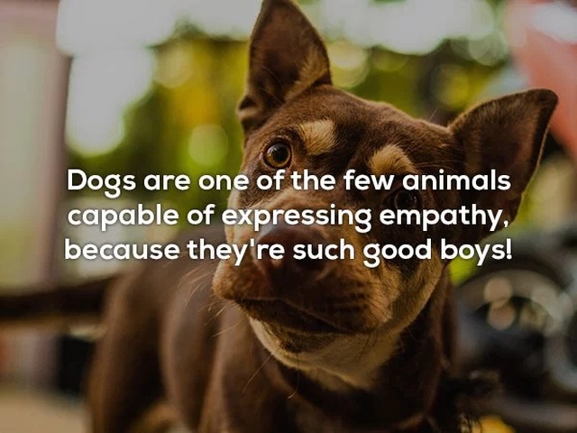 photo caption - Dogs are one of the few animals capable of expressing empathy, because they're such good boys!