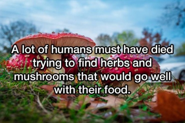 red nature - A lot of humans must have died Le trying to find herbs and mushrooms that would go well with their food.