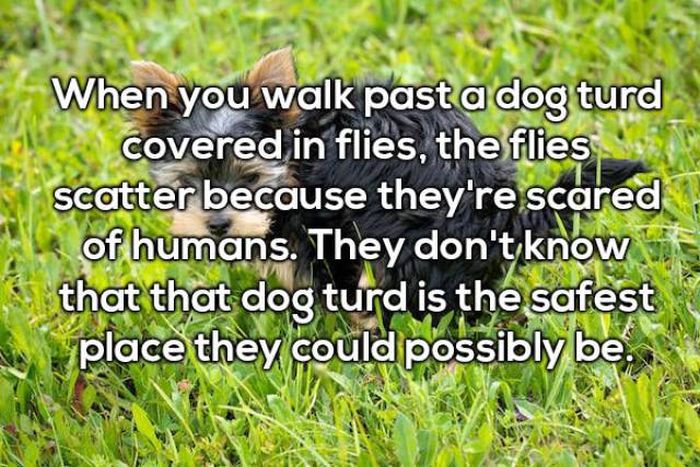 grass - When you walk past a dog turd covered in flies, the flies scatter because they're scared of humans. They don't know that that dog turd is the safest place they could possibly be.