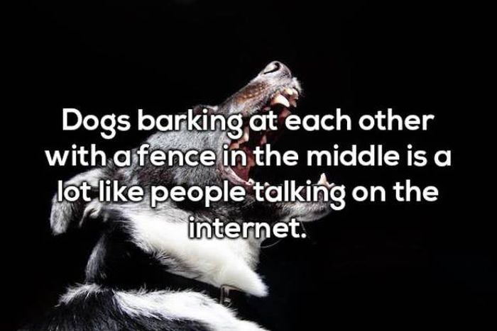 photo caption - Dogs barking at each other with a fence in the middle is a lot people talking on the internet.