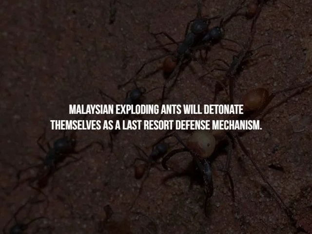soil - Malaysian Exploding Ants Will Detonate Themselves As A Last Resort Defense Mechanism.