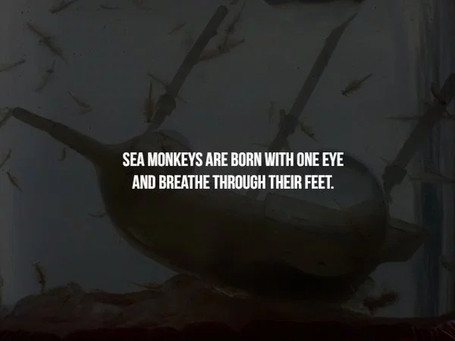 screenshot - Sea Monkeys Are Born With One Eye And Breathe Through Their Feet.