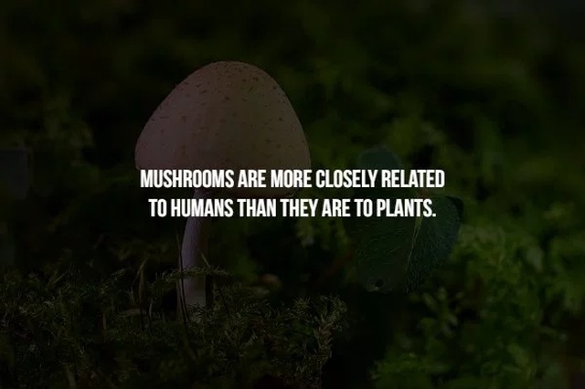 biome - Mushrooms Are More Closely Related To Humans Than They Are To Plants.