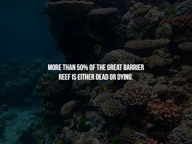 coral reef - More Than 50% Of The Great Barrier Reef Is Either Dead Or Dying.