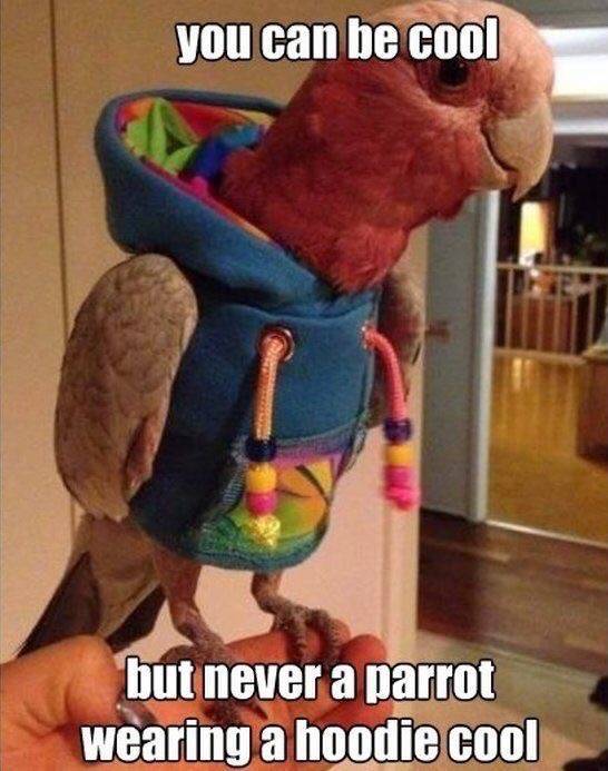 funny hoodie meme - you can be cool but never a parrot wearing a hoodie cool