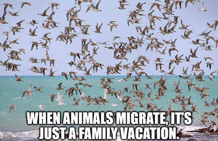 When Animals Migrate, It'S Just A Family Vacation.