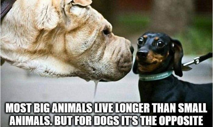 dog do not want - Most Big Animals Live Longer Than Small Animals. But For Dogs It'S The Opposite