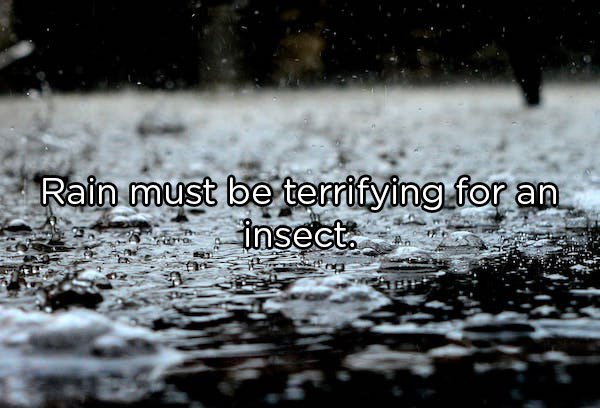 water in rain - Rain must be terrifying for an insect.