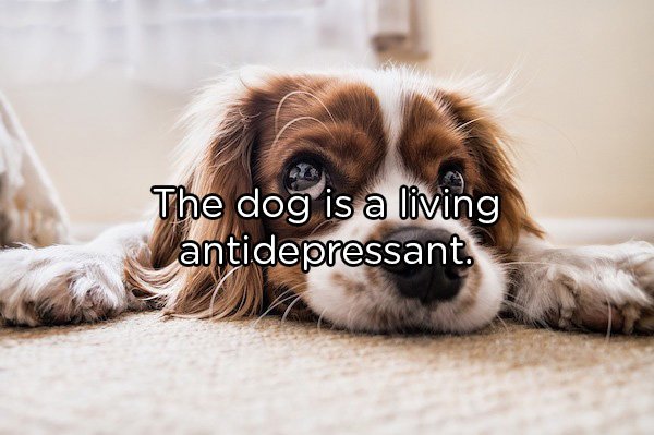 The dog is a living antidepressant.