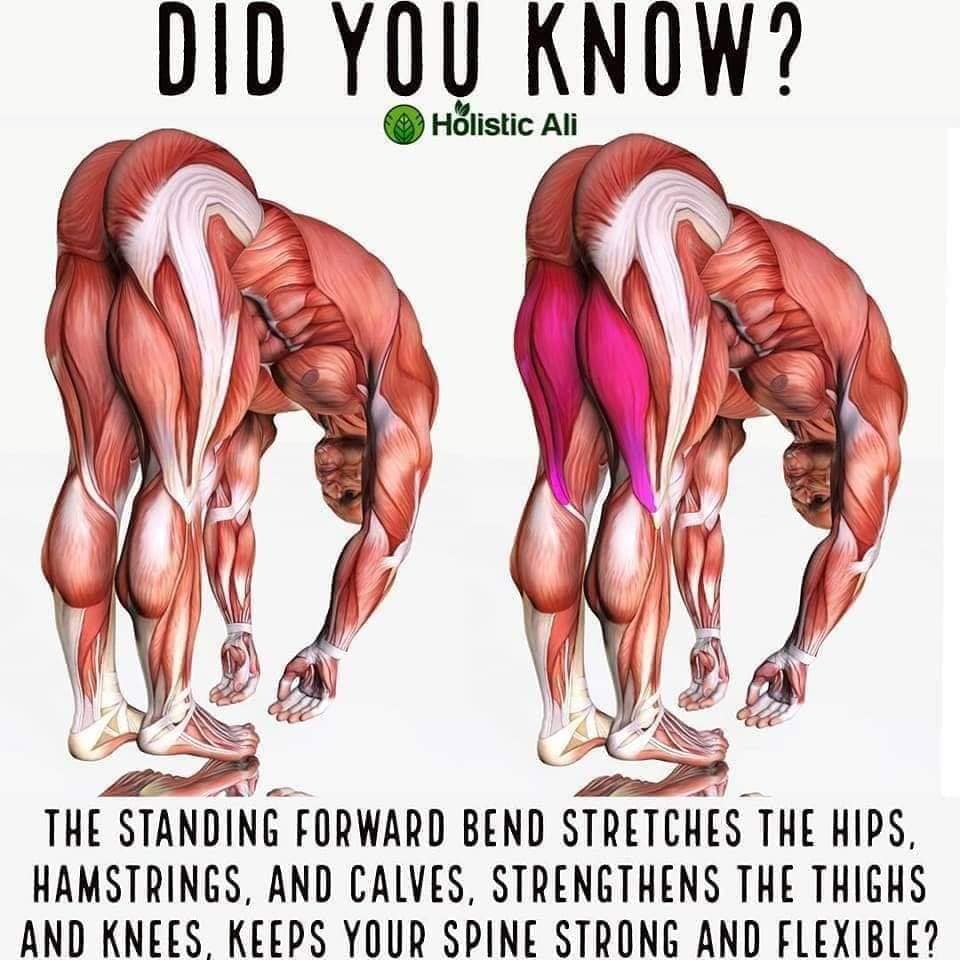stretching do you know - Did You Know? Holistic Ali The Standing Forward Bend Stretches The Hips, Hamstrings, And Calves, Strengthens The Thighs And Knees, Keeps Your Spine Strong And Flexible?