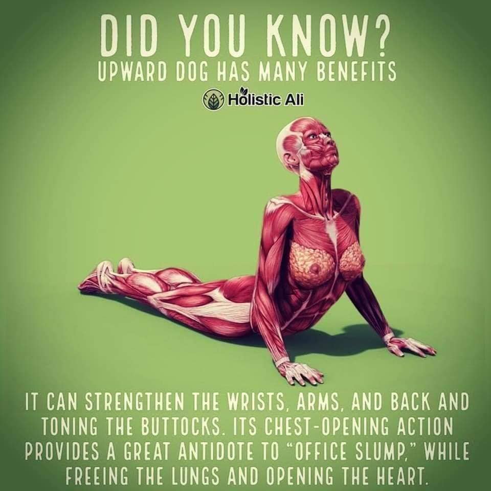 father give me cheddar - Did You Know? Upward Dog Has Many Benefits Holistic Ali It Can Strengthen The Wrists, Arms, And Back And Toning The Buttocks. Its ChestOpening Action Provides A Great Antidote To "Office Slump." While Freeing The Lungs And Opening