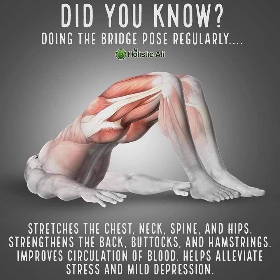 did you know stretching facts - Did You Know? Doing The Bridge Pose Regularly... Holistic Ali Stretches The Chest, Neck, Spine, And Hips. Strengthens The Back, Buttocks, And Hamstrings. Improves Circulation Of Blood. Helps Alleviate Stress And Mild Depres