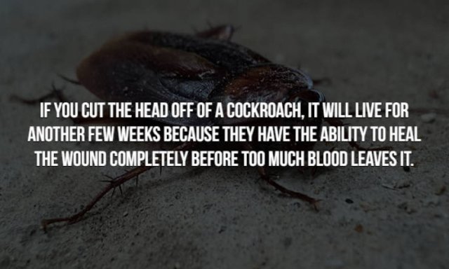 photo caption - If You Cut The Head Off Of A Cockroach, It Will Live For Another Few Weeks Because They Have The Ability To Heal The Wound Completely Before Too Much Blood Leaves It.