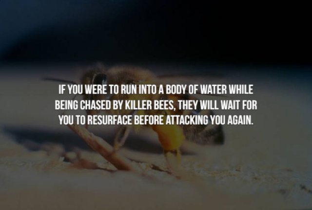 photo caption - If You Were To Run Into A Body Of Water While Being Chased By Killer Bees, They Will Wait For You To Resurface Before Attacking You Again.