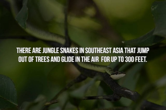 vegetation - There Are Jungle Snakes In Southeast Asia That Jump Out Of Trees And Glide In The Air For Up To 300 Feet.