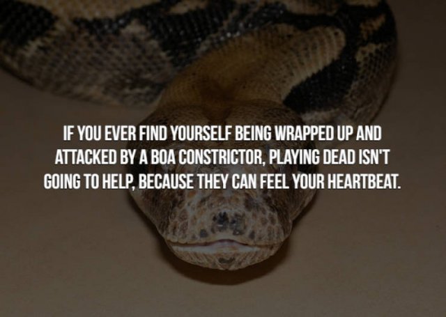 boa constrictor - If You Ever Find Yourself Being Wrapped Up And Attacked By A Boa Constrictor, Playing Dead Isn'T Going To Help, Because They Can Feel Your Heartbeat.