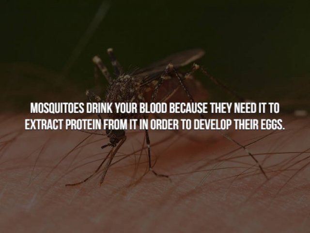 mosquito - Mosquitoes Drink Your Blood Because They Need It To Extract Protein From It In Order To Develop Their Eggs.