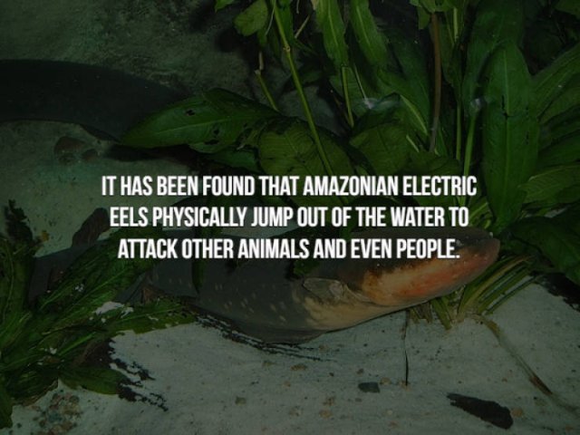 electric eel fish - It Has Been Found That Amazonian Electric Eels Physically Jump Out Of The Water To Attack Other Animals And Even People.