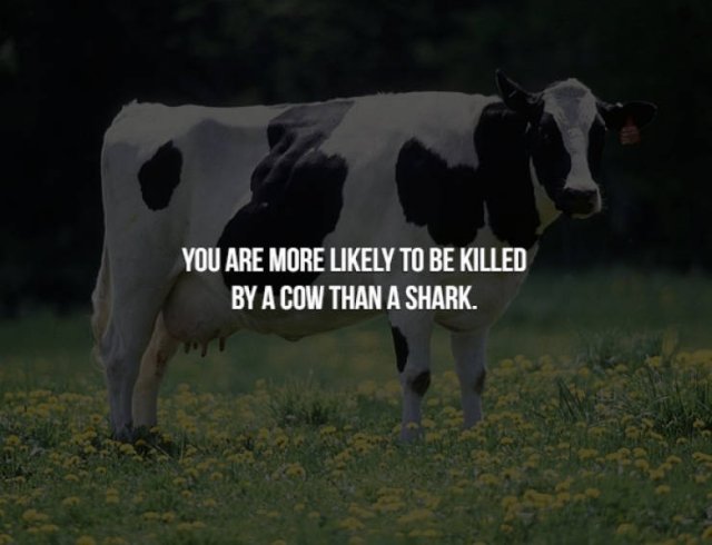 1000 pound cow - You Are More ly To Be Killed By A Cow Than A Shark.