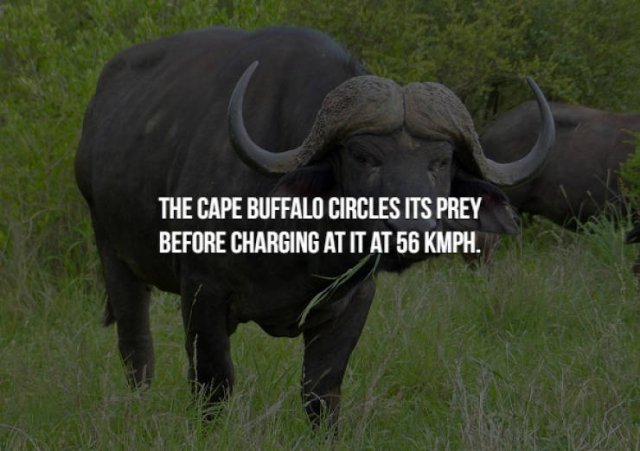 terrestrial animal - The Cape Buffalo Circles Its Prey Before Charging At It At 56 Kmph.
