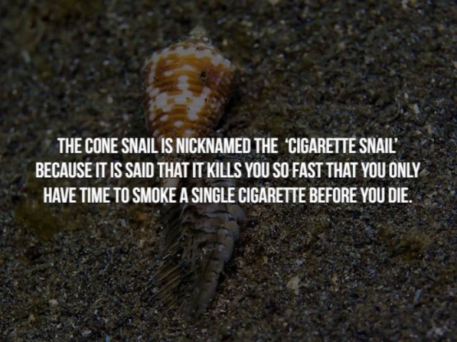 cone snail eating fireworm - The Cone Snail Is Nicknamed The Cigarette Snail" Because It Is Said That It Kills You So Fast That You Only Have Time To Smoke A Single Cigarette Before You Die.