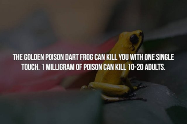photo caption - The Golden Poison Dart Frog Can Kill You With One Single Touch. 1 Milligram Of Poison Can Kill 1020 Adults.