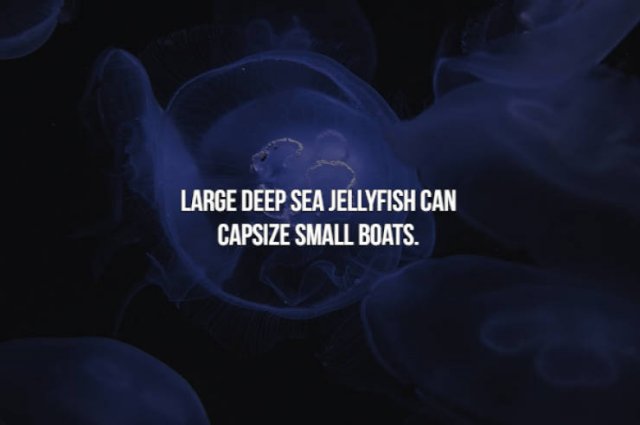 jellyfish - Large Deep Sea Jellyfish Can Capsize Small Boats.