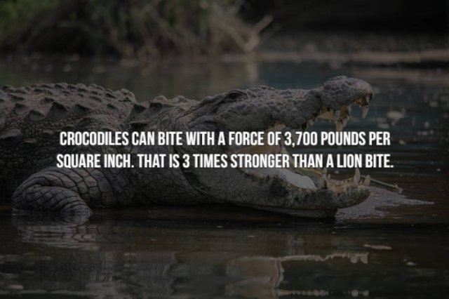 american alligator - Crocodiles Can Bite With A Force Of 3.700 Pounds Per Square Inch. That Is 3 Times Stronger Than A Lion Bite.