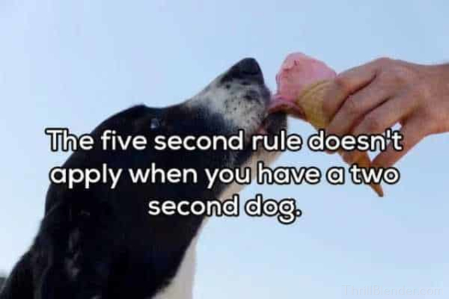 shower thoughts - The five second rule doesn't apply when you have a two second dog