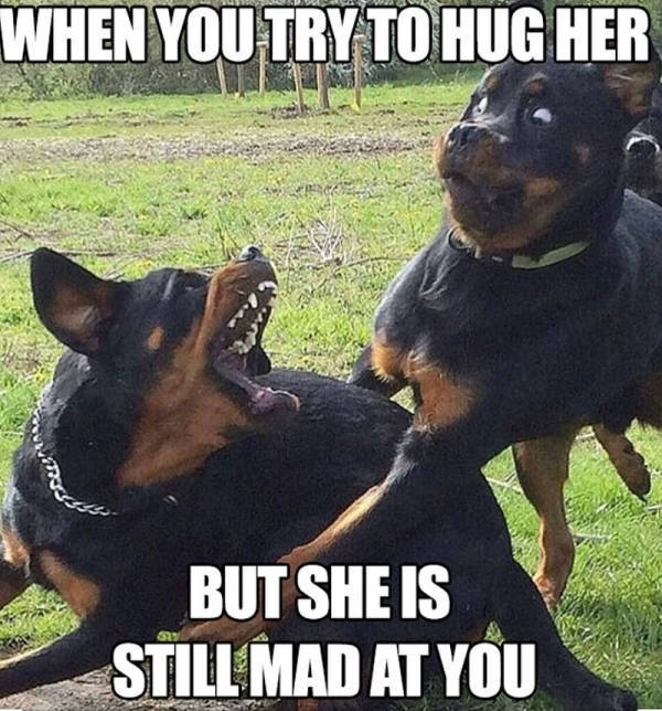 puppy memes - When You Try To Hug Her auct But She Is Still Mad At You