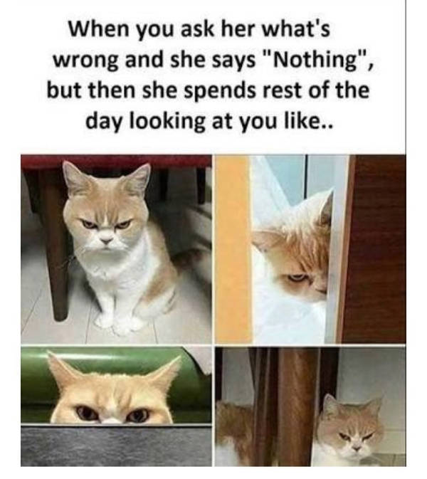 funny cat memes relationship - When you ask her what's wrong and she says "Nothing", but then she spends rest of the day looking at you ..