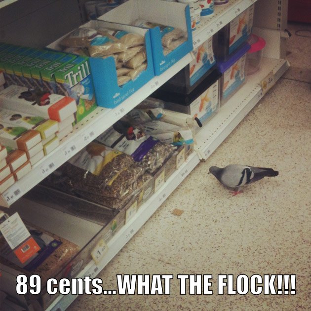 Pigeon outraged by the high prices.