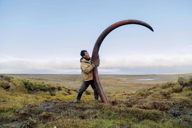 A woolly mammoth’s tusk is unearthed from a Siberian riverbed