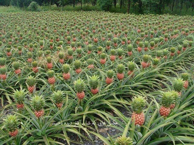 A beautiful pineapple farm