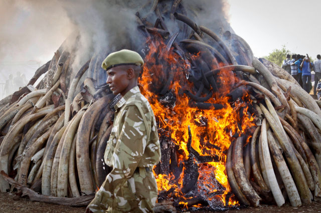 15 tons of illegally poached elephant tusks are set on fire by Kenyan authorities.
